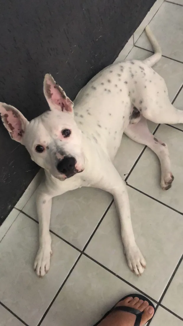 Cachorro raça Pit-Bull idade 2 anos nome Koda