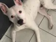 Koda