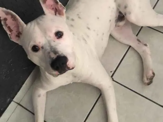 Cachorro raça Pit-Bull idade 2 anos nome Koda