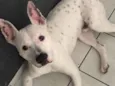 Koda