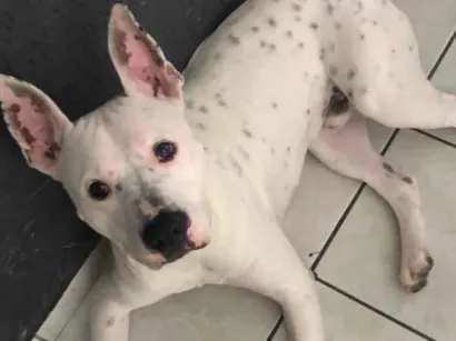 Cachorro raça Pit-Bull idade 2 anos nome Koda