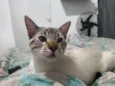 Sova
