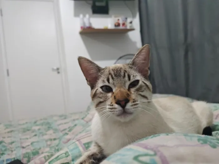Gato raça SRD-ViraLata idade 2 a 6 meses nome Sova