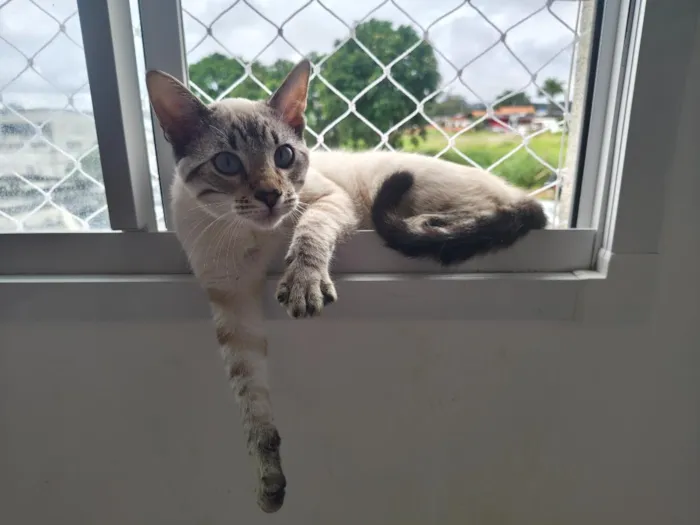 Gato raça SRD-ViraLata idade 2 a 6 meses nome Sova
