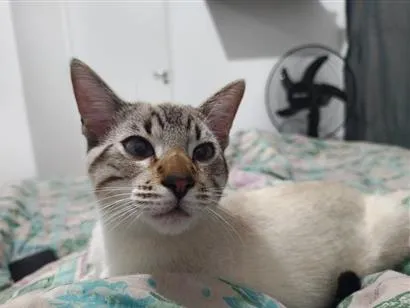 Gato raça SRD-ViraLata idade 2 a 6 meses nome Sova