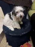 Mel