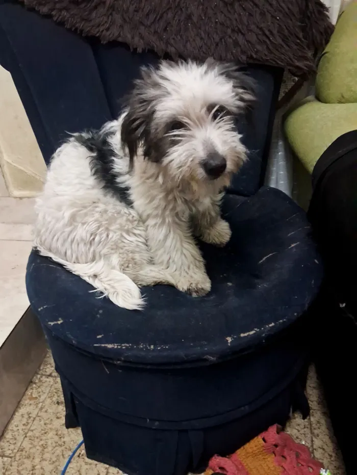 Cachorro raça SRD-ViraLata idade 7 a 11 meses nome Mel