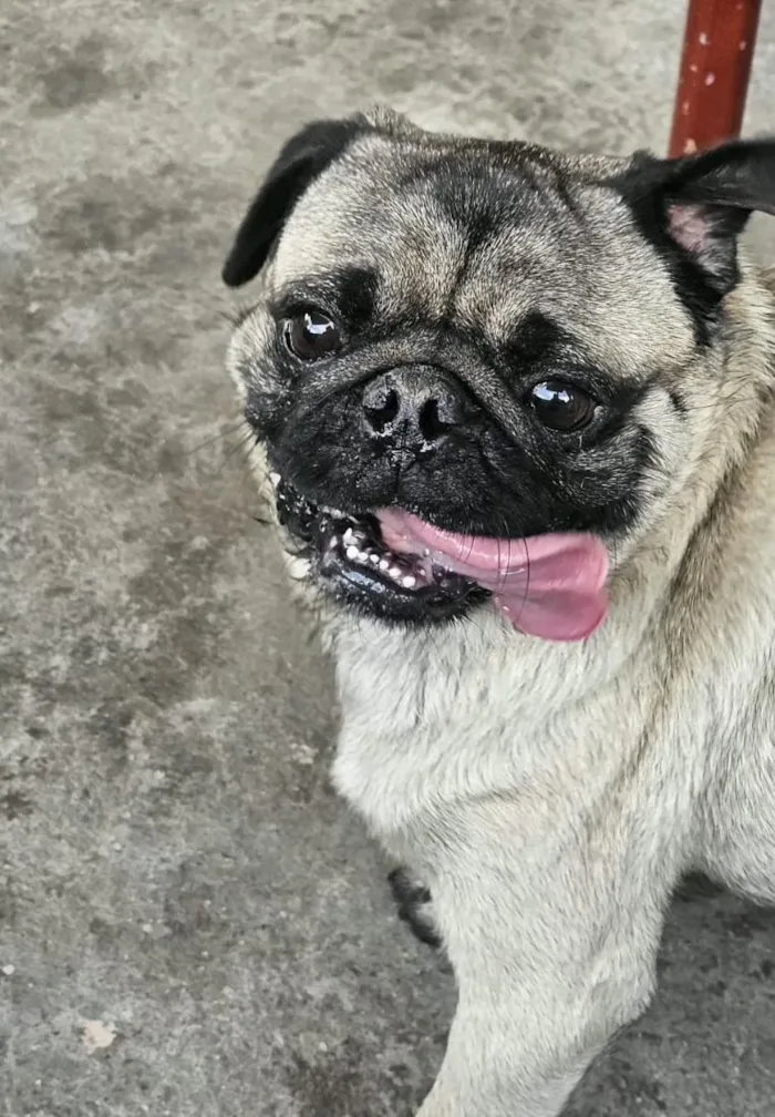 Cachorro raça SRD-ViraLata idade 2 anos nome duque 