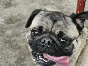 Cachorro raça SRD-ViraLata idade 2 anos nome duque 