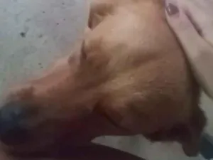 Cachorro raça SRD-ViraLata idade 4 anos nome pandora 