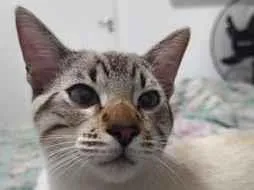 Gato raça SRD-ViraLata idade 2 a 6 meses nome Sova