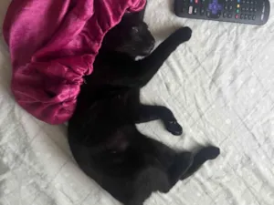 Gato raça SRD-ViraLata idade 2 a 6 meses nome Miguel 