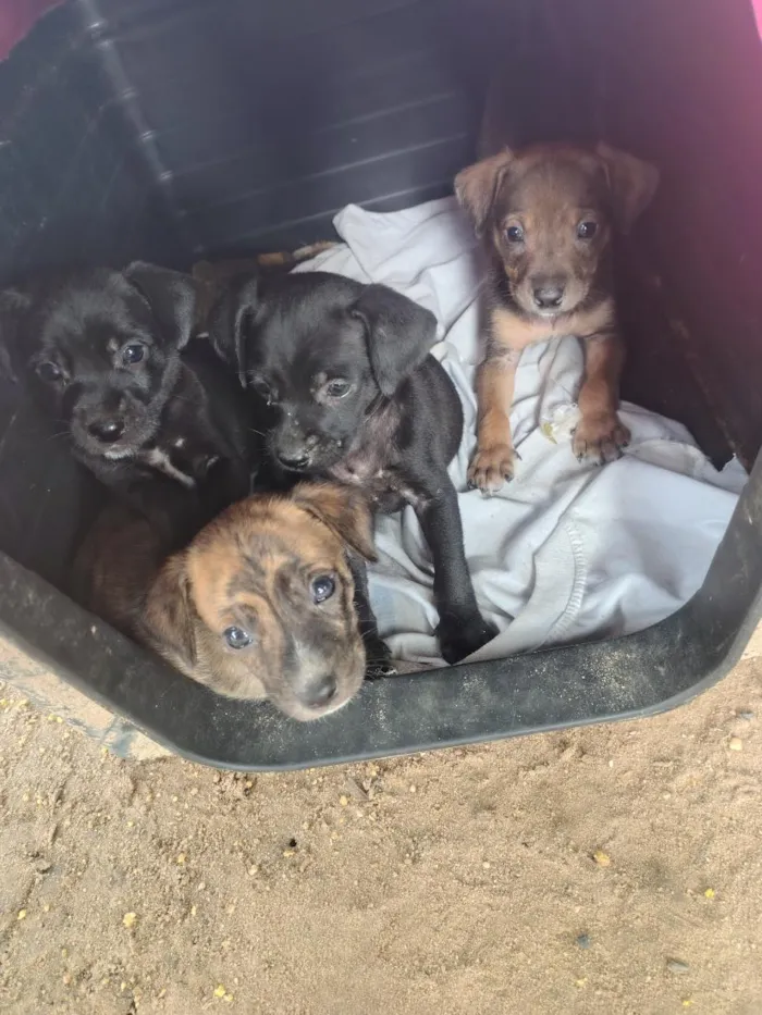 Cachorro raça SRD-ViraLata idade Abaixo de 2 meses nome filhotes 