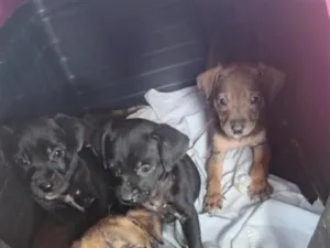 Cachorro raça SRD-ViraLata idade Abaixo de 2 meses nome filhotes 