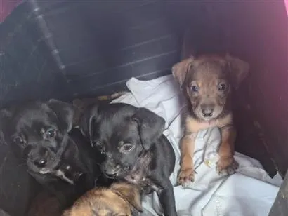 Cachorro raça SRD-ViraLata idade Abaixo de 2 meses nome filhotes 