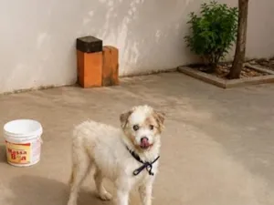 Cachorro raça SRD-ViraLata idade 3 anos nome July