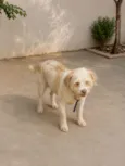 Pitucha