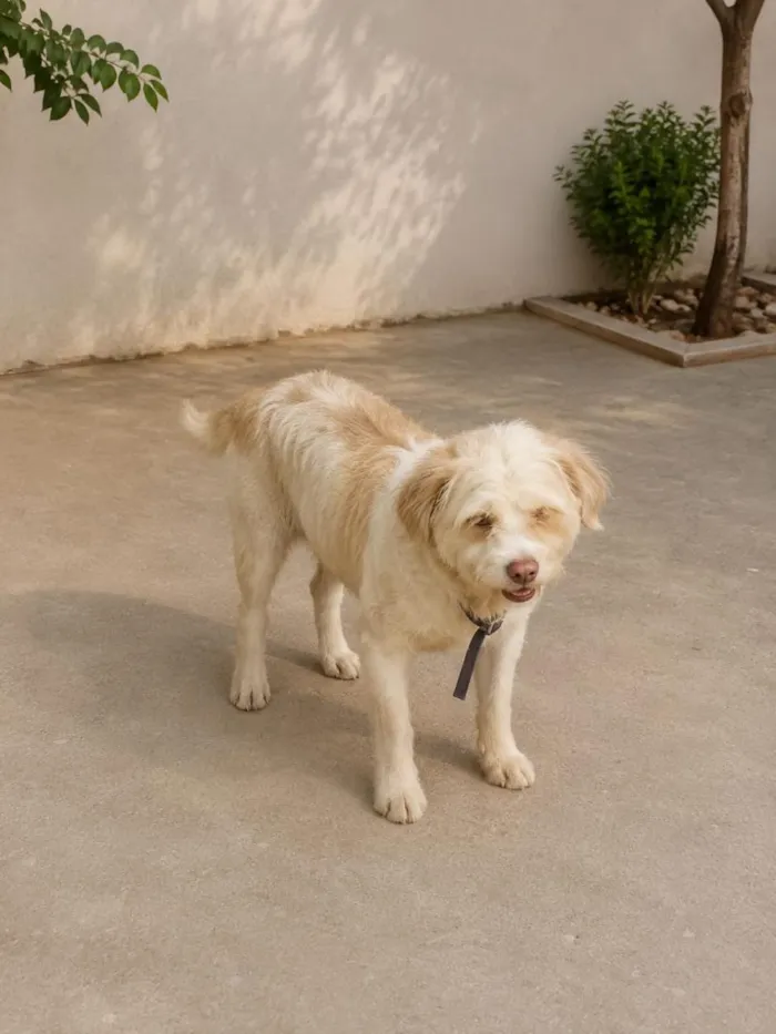 Cachorro raça SRD-ViraLata idade 3 anos nome Pitucha