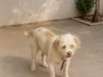 Pitucha