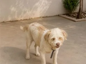 Cachorro raça SRD-ViraLata idade 3 anos nome Pitucha