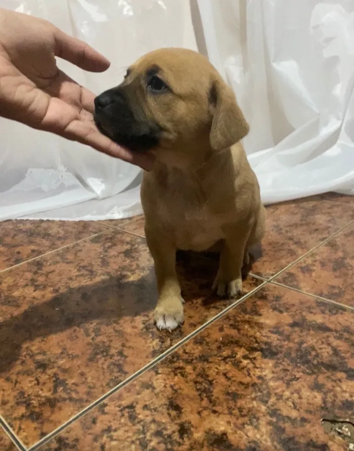 Cachorro raça SRD-ViraLata idade Abaixo de 2 meses nome Sem nome 