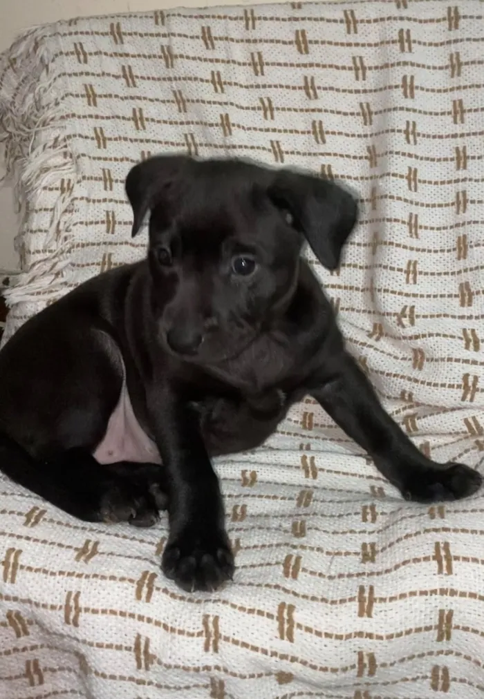 Cachorro raça SRD-ViraLata idade Abaixo de 2 meses nome Sem nome 