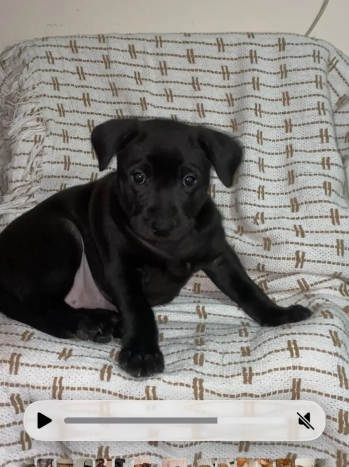Cachorro raça SRD-ViraLata idade Abaixo de 2 meses nome Sem nome 