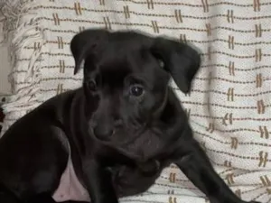 Cachorro raça SRD-ViraLata idade Abaixo de 2 meses nome Sem nome 