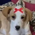 Belinha 
