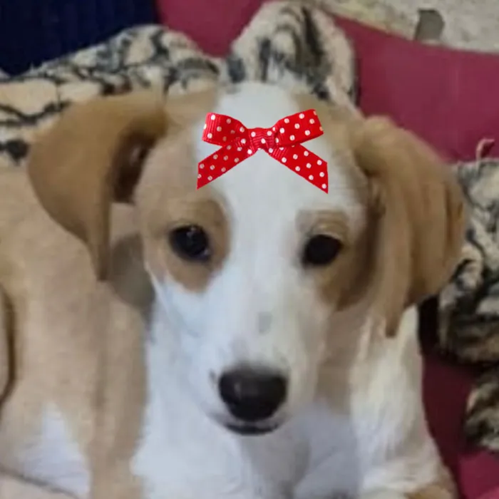 Cachorro raça SRD-ViraLata idade 1 ano nome Belinha 