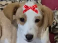 Belinha 