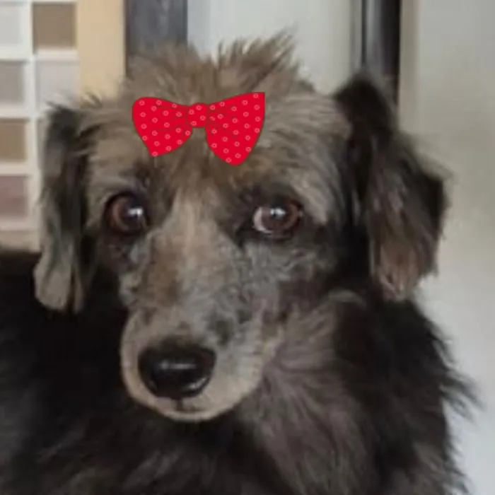 Cachorro raça SRD-ViraLata idade 1 ano nome Sara 