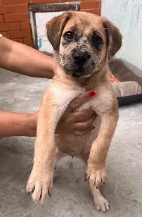 Cachorro raça SRD-ViraLata idade 2 a 6 meses nome Zoe