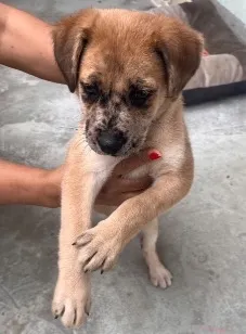 Cachorro raça SRD-ViraLata idade 2 a 6 meses nome Zoe
