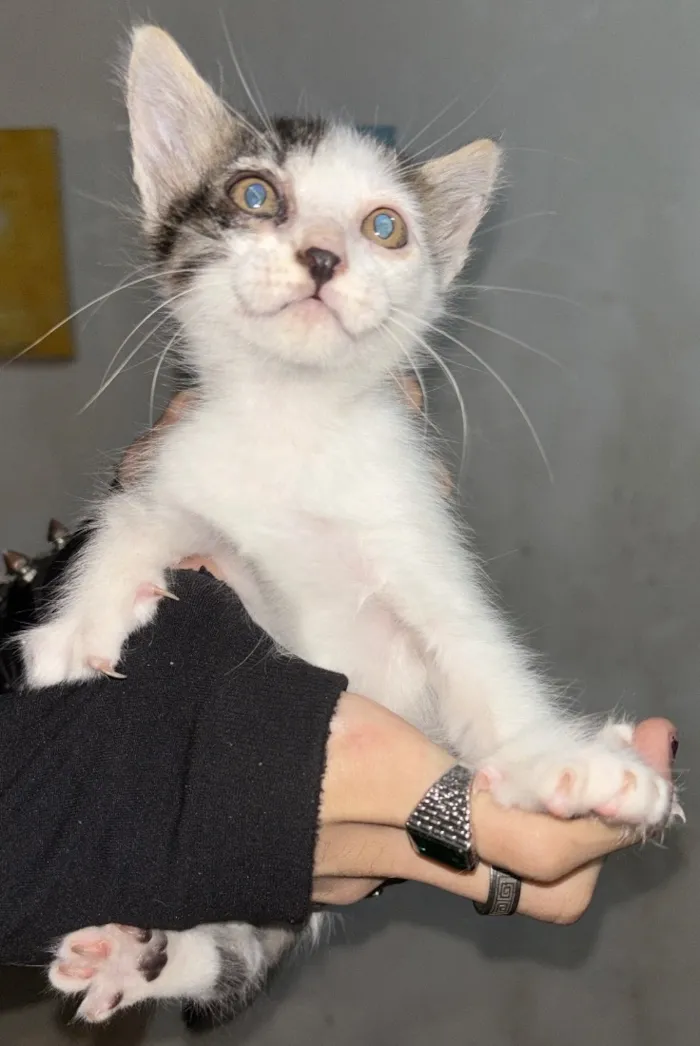 Gato raça SRD-ViraLata idade 2 a 6 meses nome Theo