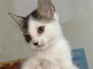 Gato raça SRD-ViraLata idade 2 a 6 meses nome Theo