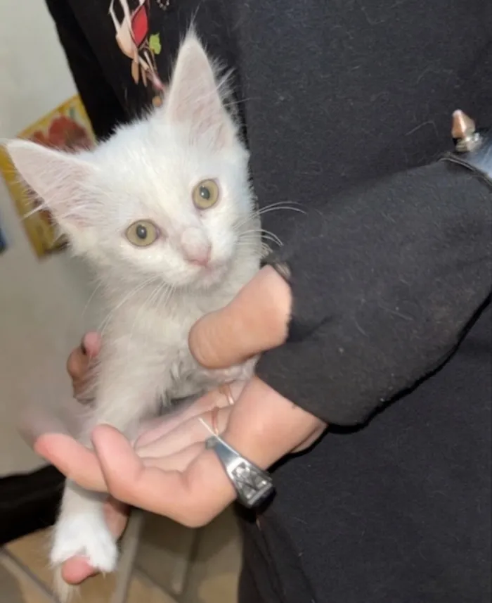 Gato raça SRD-ViraLata idade 2 a 6 meses nome Samambaia