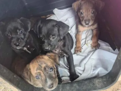 Cachorro raça SRD-ViraLata idade Abaixo de 2 meses nome filhotes 