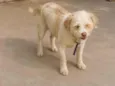 Pitucha
