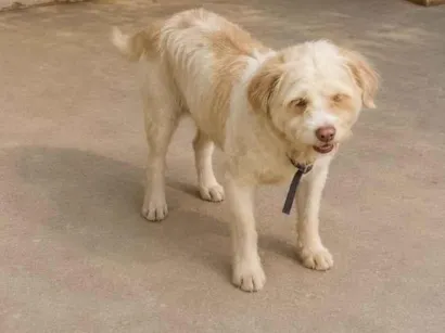Cachorro raça SRD-ViraLata idade 3 anos nome Pitucha