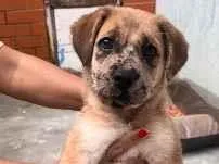 Cachorro raça SRD-ViraLata idade 2 a 6 meses nome Zoe