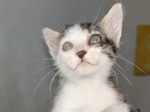 Gato raça SRD-ViraLata idade 2 a 6 meses nome Theo