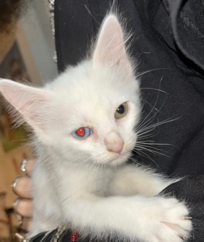Gato raça SRD-ViraLata idade 2 a 6 meses nome Lala