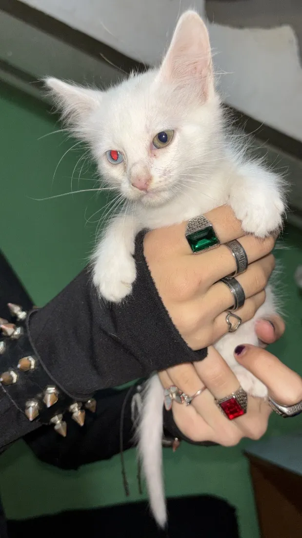 Gato raça SRD-ViraLata idade 2 a 6 meses nome Lala