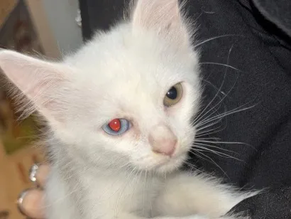 Gato raça SRD-ViraLata idade 2 a 6 meses nome Lala