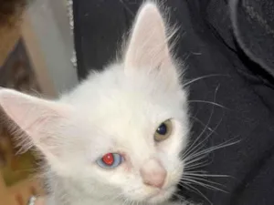 Gato raça SRD-ViraLata idade 2 a 6 meses nome Lala