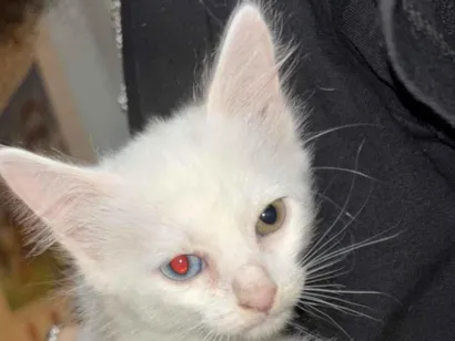 Gato raça SRD-ViraLata idade 2 a 6 meses nome Lala