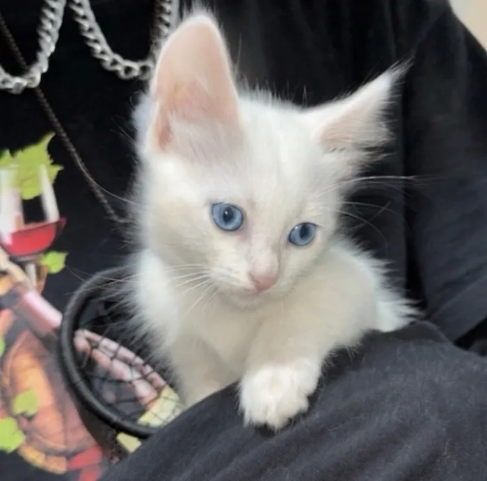 Gato raça SRD-ViraLata idade 2 a 6 meses nome Céu