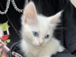 Gato raça SRD-ViraLata idade 2 a 6 meses nome Céu