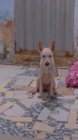 galega